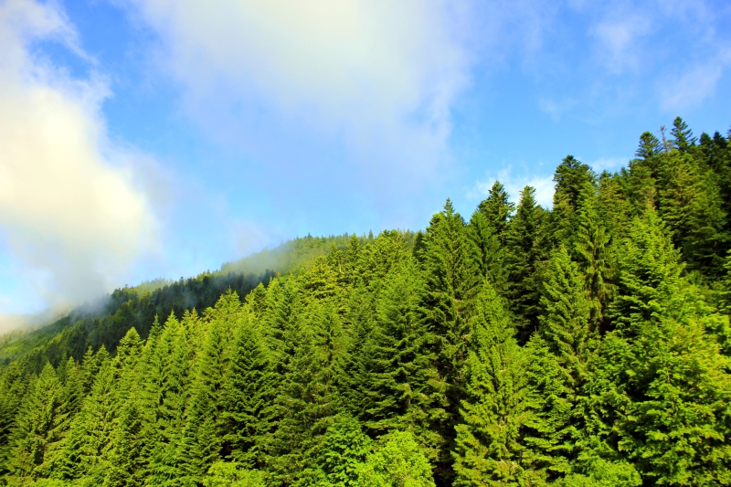 lp_support_shutterstock_1050645056.jpg Reboisement et plantation, Lot-et-Garonne